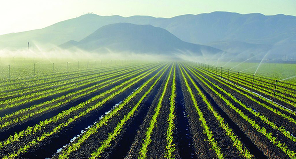 irrigation
