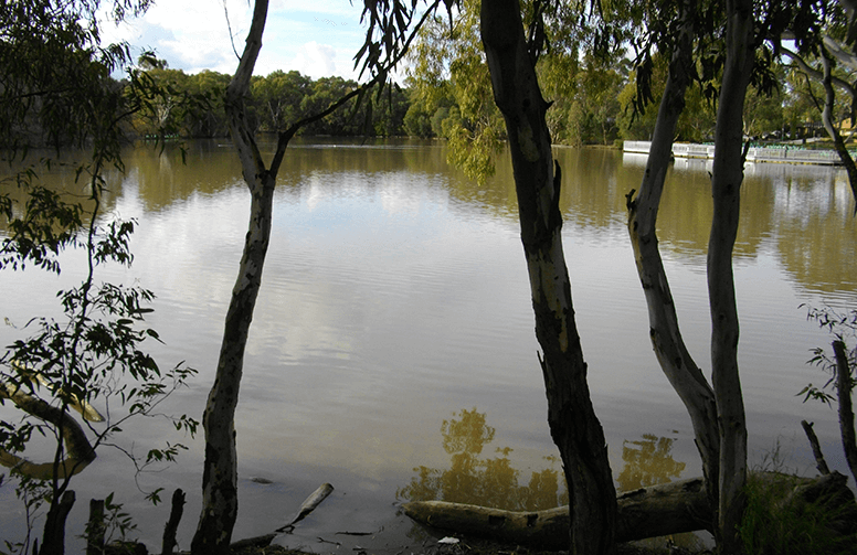 עצים על שפת האגם