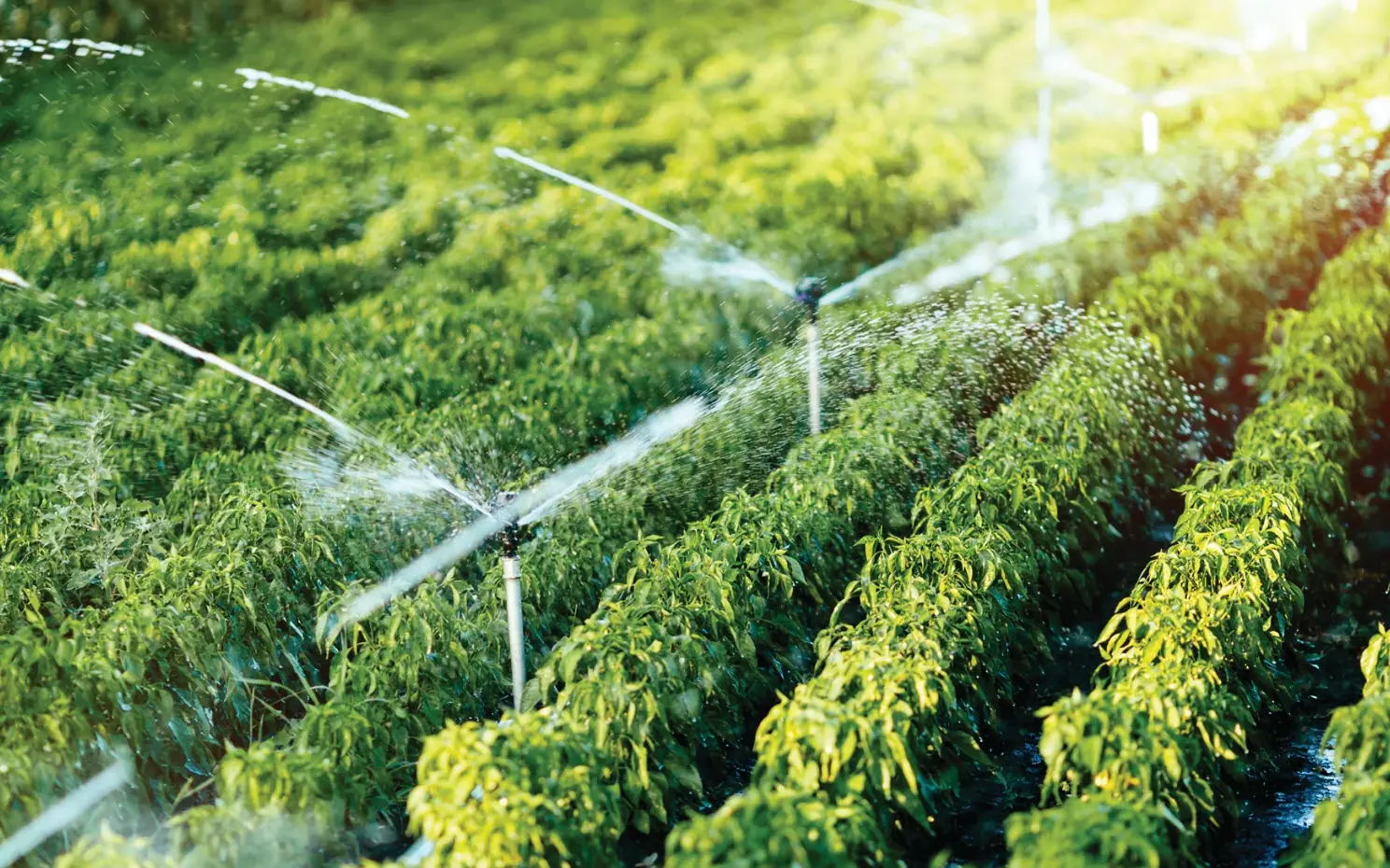 Protecting Your Irrigation System From Clogging